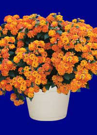 Lantana 'Carolina Bright Orange'